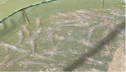 湖南全力邦生物科技有限公司,湖南养殖技术服务,湖南水产养殖投入品，湖南全力邦