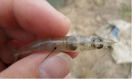 湖南全力邦生物科技有限公司,湖南养殖技术服务,湖南水产养殖投入品，湖南全力邦