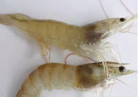 湖南全力邦生物科技有限公司,湖南养殖技术服务,湖南水产养殖投入品，湖南全力邦