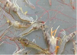 湖南全力邦生物科技有限公司,湖南养殖技术服务,湖南水产养殖投入品，湖南全力邦