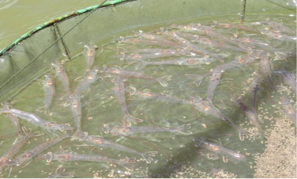 湖南全力邦生物科技有限公司,湖南养殖技术服务,湖南水产养殖投入品，湖南全力邦