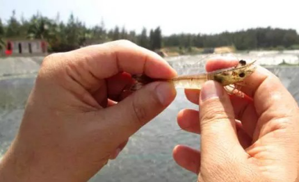 湖南全力邦生物科技有限公司,湖南养殖技术服务,湖南水产养殖投入品，湖南全力邦