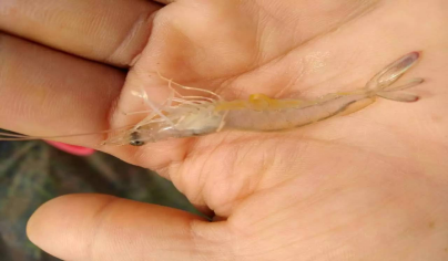 湖南全力邦生物科技有限公司,湖南养殖技术服务,湖南水产养殖投入品，湖南全力邦