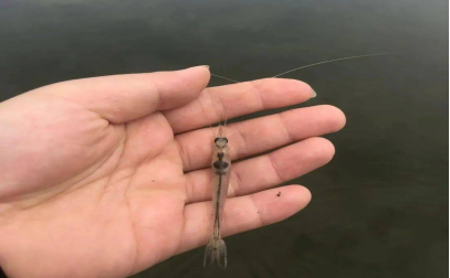湖南全力邦生物科技有限公司,湖南养殖技术服务,湖南水产养殖投入品，湖南全力邦