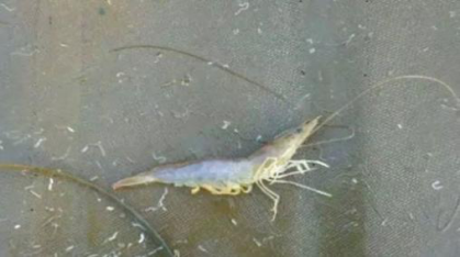 湖南全力邦生物科技有限公司,湖南养殖技术服务,湖南水产养殖投入品，湖南全力邦