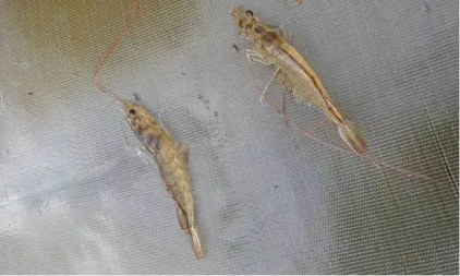 湖南全力邦生物科技有限公司,湖南养殖技术服务,湖南水产养殖投入品，湖南全力邦