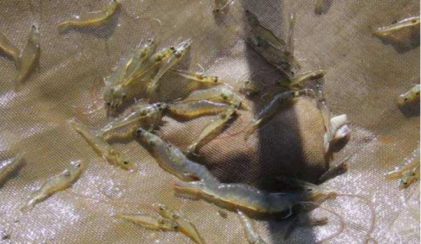 湖南全力邦生物科技有限公司,湖南养殖技术服务,湖南水产养殖投入品，湖南全力邦