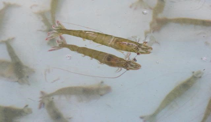 湖南全力邦生物科技有限公司,湖南养殖技术服务,湖南水产养殖投入品，湖南全力邦