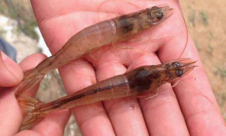 湖南全力邦生物科技有限公司,湖南养殖技术服务,湖南水产养殖投入品，湖南全力邦