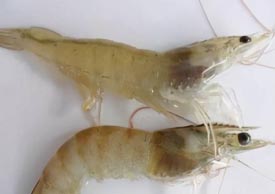 湖南全力邦生物科技有限公司,湖南养殖技术服务,湖南水产养殖投入品，湖南全力邦