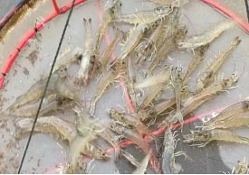 湖南全力邦生物科技有限公司,湖南养殖技术服务,湖南水产养殖投入品，湖南全力邦