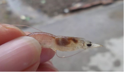 湖南全力邦生物科技有限公司,湖南养殖技术服务,湖南水产养殖投入品，湖南全力邦