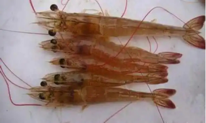 湖南全力邦生物科技有限公司,湖南养殖技术服务,湖南水产养殖投入品，湖南全力邦