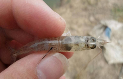 湖南全力邦生物科技有限公司,湖南养殖技术服务,湖南水产养殖投入品，湖南全力邦