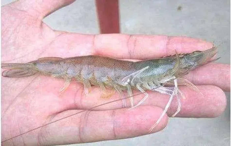 湖南全力邦生物科技有限公司,湖南养殖技术服务,湖南水产养殖投入品，湖南全力邦