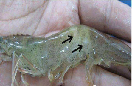 湖南全力邦生物科技有限公司,湖南养殖技术服务,湖南水产养殖投入品，湖南全力邦
