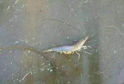 湖南全力邦生物科技有限公司,湖南养殖技术服务,湖南水产养殖投入品，湖南全力邦