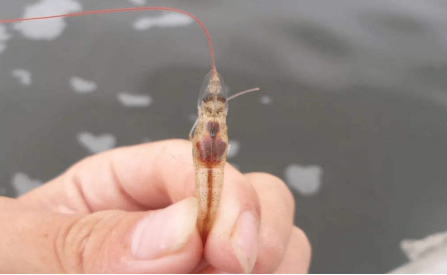 湖南全力邦生物科技有限公司,湖南养殖技术服务,湖南水产养殖投入品，湖南全力邦