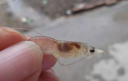 湖南全力邦生物科技有限公司,湖南养殖技术服务,湖南水产养殖投入品，湖南全力邦