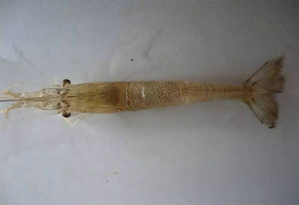 湖南全力邦生物科技有限公司,湖南养殖技术服务,湖南水产养殖投入品，湖南全力邦