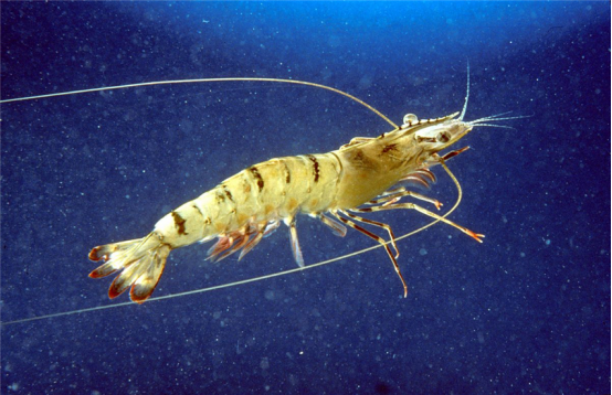 湖南全力邦生物科技有限公司,湖南养殖技术服务,湖南水产养殖投入品，湖南全力邦