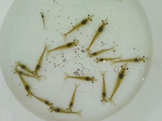 湖南全力邦生物科技有限公司,湖南养殖技术服务,湖南水产养殖投入品，湖南全力邦