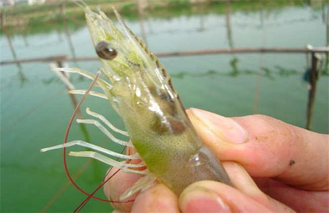湖南全力邦生物科技有限公司,湖南养殖技术服务,湖南水产养殖投入品，湖南全力邦